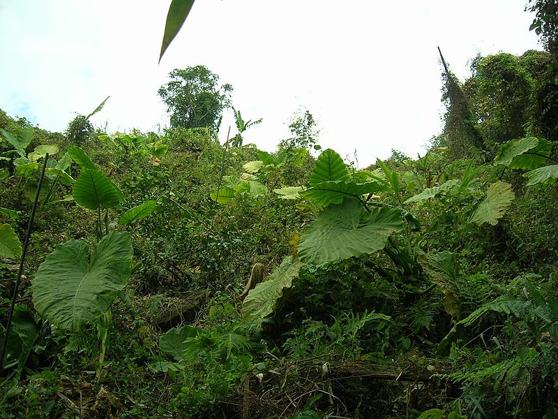 File:慶福里燥坑，向北看 - panoramio.jpg