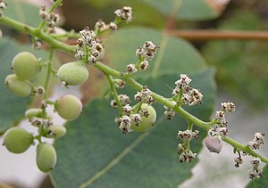 鹽膚木 Rhus chinensis -香港西貢獅子會自然教育中心 Saikung, Hong Kong- (9240277384).jpg