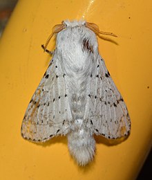 - 7683 – Artace cribrarius – Dot-lined White Moth (48128137706).jpg