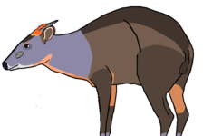 Abbott's duiker.