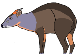 Abbotts duiker