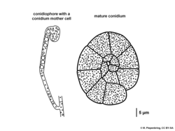 03 04 11 hypha with a conidiogenous cell and a conidium of Hobsonia mirabilis, asexual Atractiellales Basidiomycota (M. Piepenbring).png