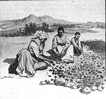 Opening the pepper, an illustration of Medina Vera