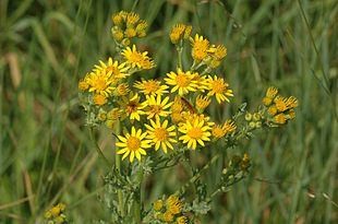 Eng-Brandbæger (Jacobaea vulgaris) Foto: Gary Houston