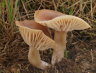 <i>Cuphophyllus colemannianus</i> Species of fungus