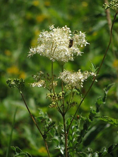 File:20100718 Het leen (0015).jpg