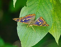 female