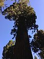 2013-09-20 09 27 48 Giant Sequoia in Grant Grove.JPG