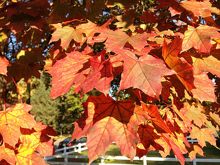 2014-10-30 09 32 43 Norway Maple foliage during autumn in Ewing, New Jersey.JPG