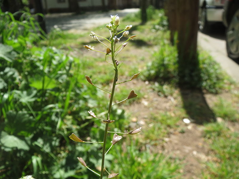 File:20140417Capsella bursa-pastoris2.jpg