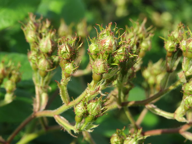 File:20140430Rosa multiflora.jpg