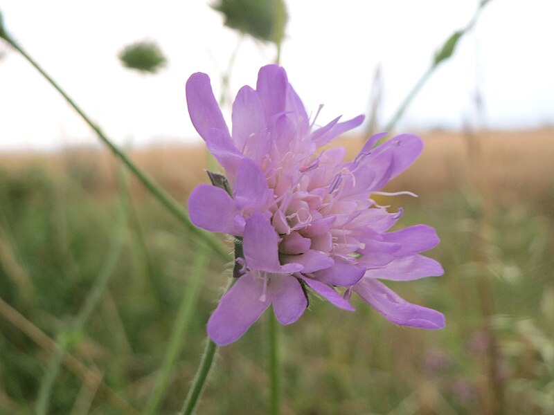 File:20160722Knautia arvensis1.jpg