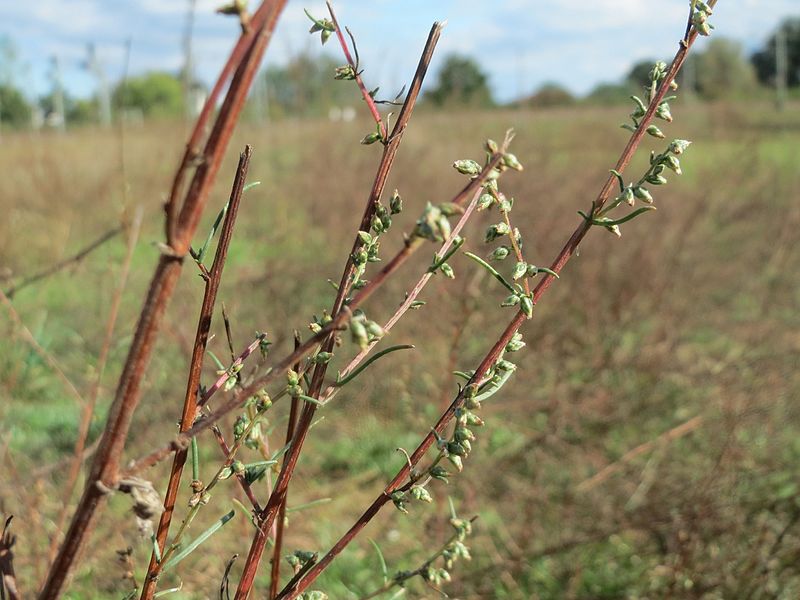 File:20161005Artemisia campestris3.jpg