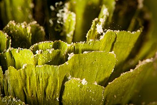 <i>Millepora squarrosa</i> Species of hydrozoan