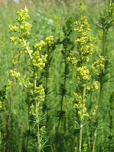 File:20170608Galium verum1.jpg