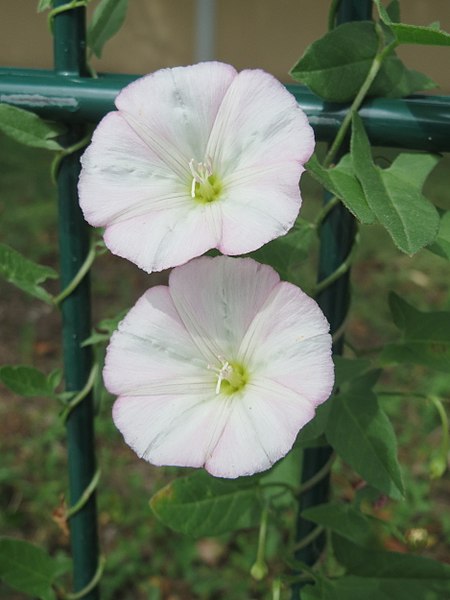 File:20170824Convolvulus arvensis.jpg