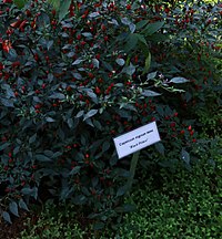 20171014 - Capsicum nigrum Willd. 'Black Prince'.jpg