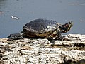 Rotwangen-Schmuckschildkröte beim Sonnenbad auf Totholz im Aradosee