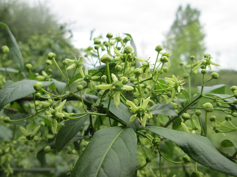 File:20190505Euonymus europaeus1.jpg