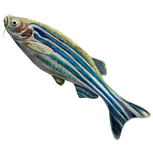 File:202101 Zebrafish.svg