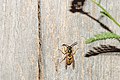 * Nomination A German Yellowjacket on wood in the nature reserve Südliche Fröttmaninger Heide --FlocciNivis 17:56, 9 May 2023 (UTC) * Decline  Oppose subject too small in image --Charlesjsharp 19:28, 9 May 2023 (UTC)