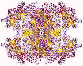 Image illustrative de l’article UDP-glucose pyrophosphorylase