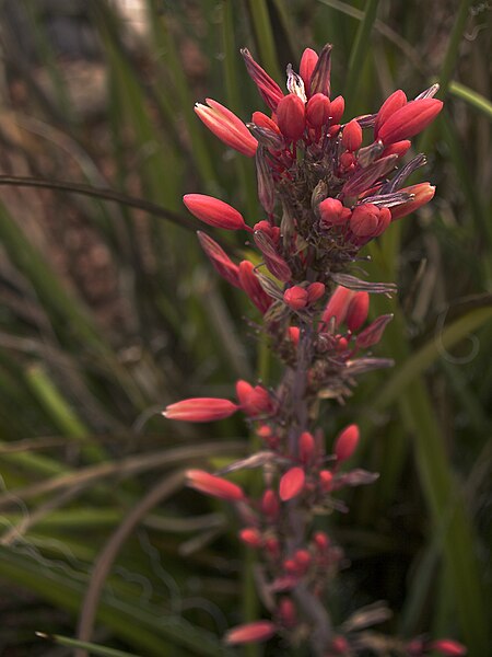 File:AGAVE FLOWER (15116173797).jpg