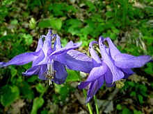 Columbine (Aquilegia vulgaris) AQUILEGIA VULGARIS - GUIXERS - IB-0174.JPG