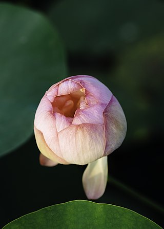 A budding lotus flower