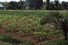 A corn field along Kagoma-Kwain (Kwoi) road A corn field along Kagoma-Kwain road 2.jpg