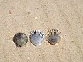 A couple of sea shells on the sand (9273501160).jpg