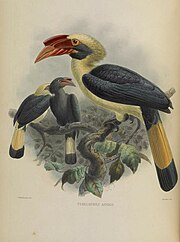 A monograph of the Bucerotidae, or family of the hornbills (Plate XXII) (7090226895) (cropped).jpg