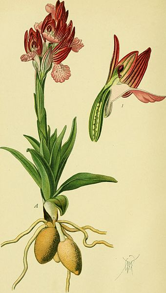 File:Abbildungen der in Deutschland und den angrenzenden gebieten vorkommenden grundformen der orchideenarten (1904) (16520430210).jpg