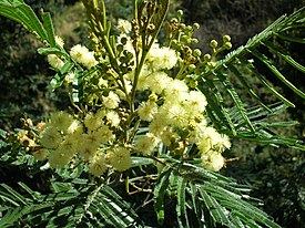 Acacia mearnsii blossoms.jpg