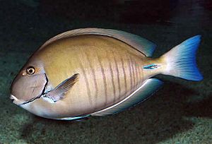 Το είδος Acanthurus chirurgus