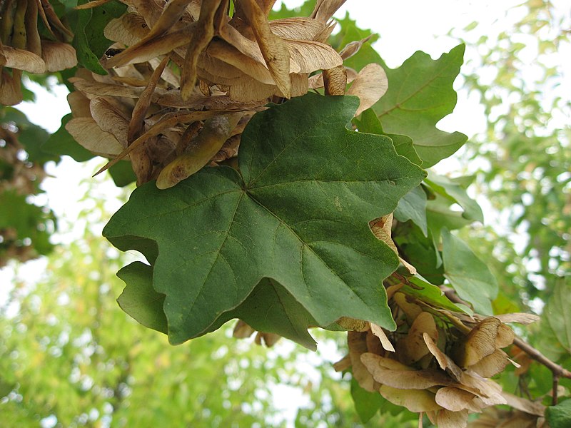 File:Acer campestre leaf 02 by Line1.JPG