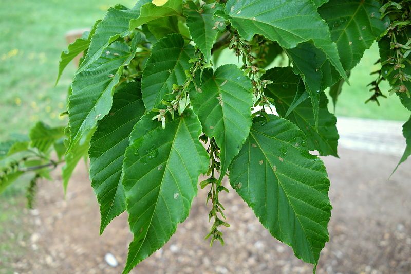 File:Acer davidii - Tyler Arboretum - DSC01756.JPG