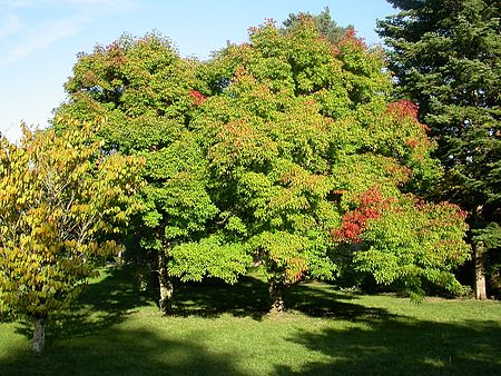 Acer_triflorum