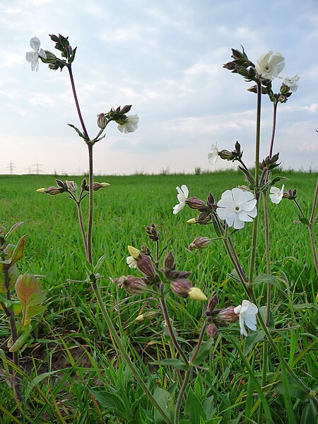 File:Ackerpflanze mit weißen Blüten.JPG