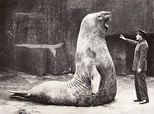 Černobílá fotografie samce vztyčeného na zadní části těla. Před ním stojí chovatel ve stejnokroji, který je menší než na polovině těla vztyčený rypouš