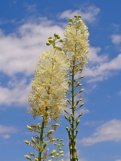 <i>Actaea racemosa</i> Species of plant