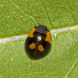 Kaksipistepirkko (Adalia bipunctata), musta värimuoto