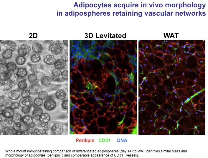 File:Adipocytes cultured by MLM acquire in vivo morphology in adipospheres.tiff