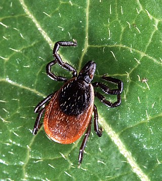 <span class="mw-page-title-main">Lyme disease</span> Infectious disease caused by Borrelia bacteria, spread by ticks