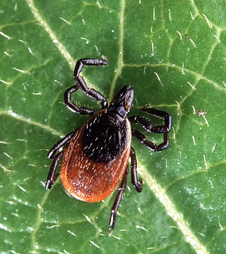 An adult deer tick (most cases of Lyme are caused by nymphal rather than adult ticks)