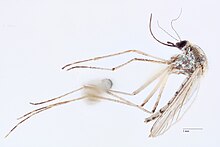 Specimens of A. melanimon Aedes melanimon specimen.jpg