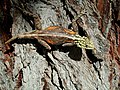 "Agama_planiceps_59823793.jpg" by User:Lupe