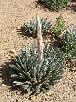 Bud agave polianthiflora near Cumbres de Majalca in Chihuahua, Mexico