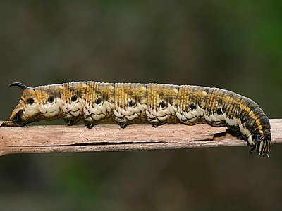 Agrius convolvuli (Convolvulus Hawk-moth), caterpillar