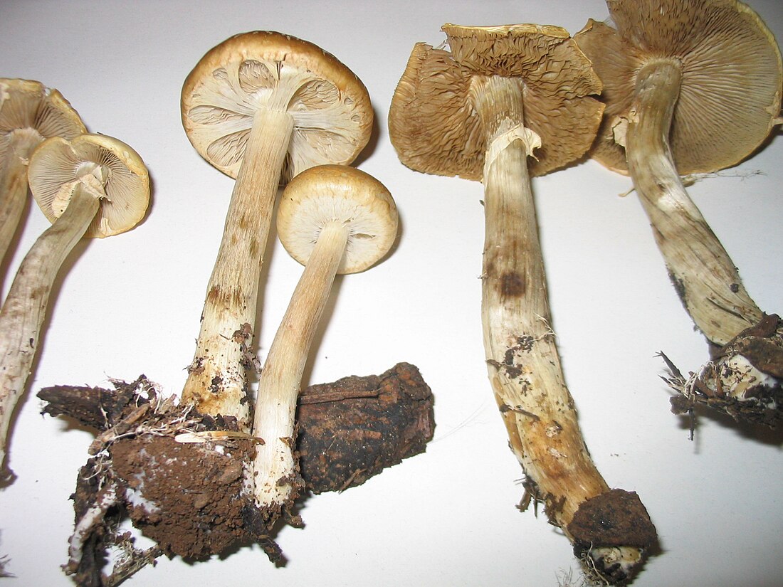 Agrocybe praecox